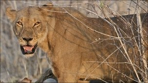 A lion in southern Africa (Archive shot November 2006)