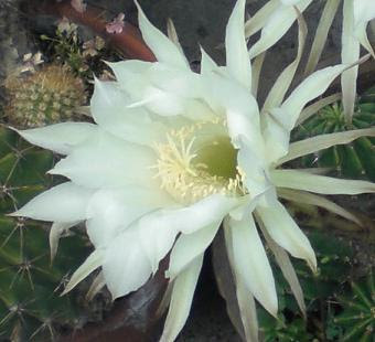サボテンの花 意外に清楚です 花と徒然 楽天ブログ