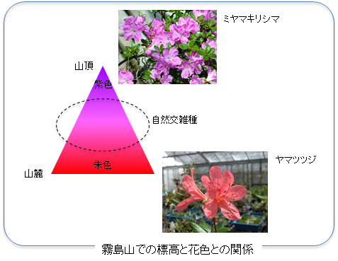 久留米市世界つつじセンター 久留米つつじの起源