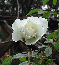 １月１９日の誕生花 白いバラ 366日 誕生花の辞典 誕生日の花言葉の図鑑