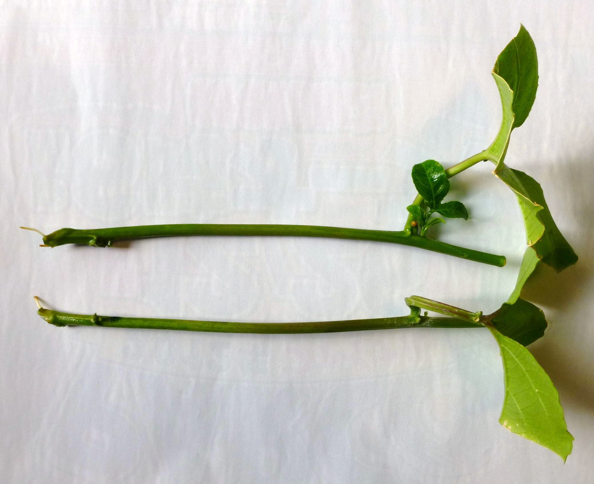 パッションフルーツ水挿しも発根 美味しい果物と野菜を育てたい