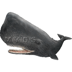 抹香鯨 マッコウ クジラのイラスト 条件付フリー素材集