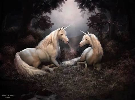 unicorns images  secret hide  wallpaper