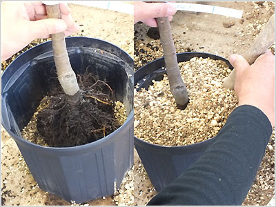 イチジクの鉢増し 植え替え ブルーベリーを始め様々な植木をお届け 宝塚 朝日園