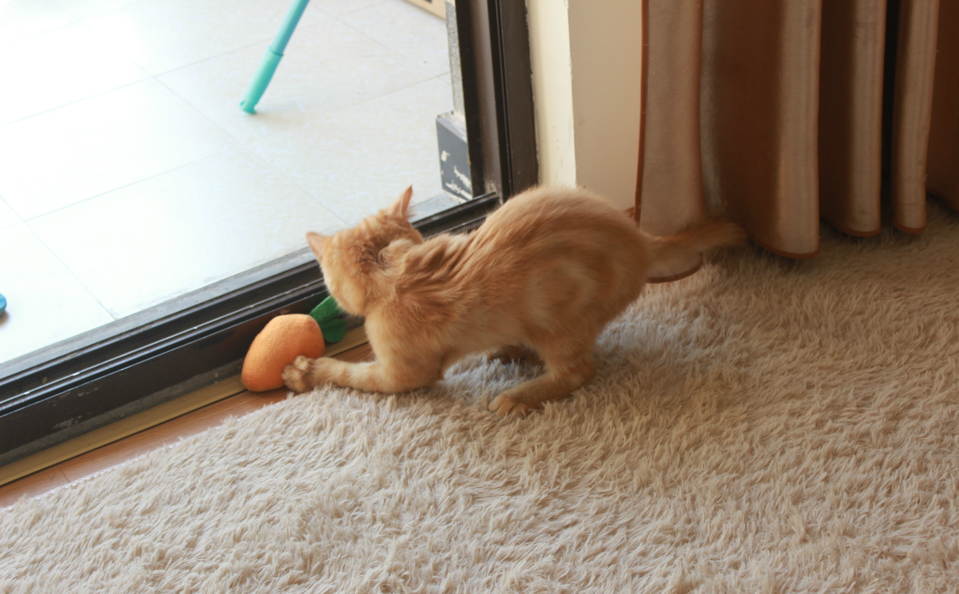 猫咪驱虫很重要 这几种寄生虫不重视可能酿成大祸 猫伴网