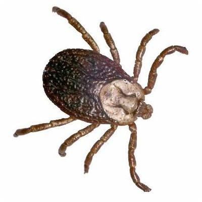 ノミ ダニ 埼玉の動物病院 埼玉動物医療センター