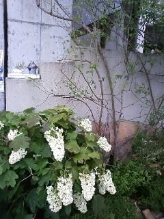 梅雨の晴れ間に つるアイスバーグの剪定 柏葉あじさいも Hananoのバラの庭づくり