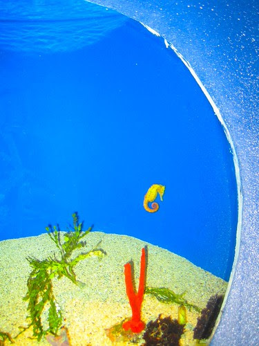 yellow seahorse
