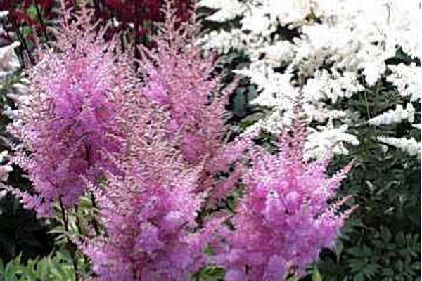 ５月１２日 アスチルベ Astilbe ３６６日への旅 誕生花編 今日は誕生花