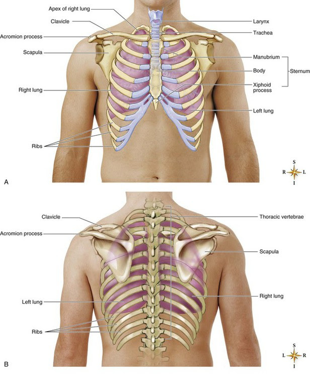 Pulmonary Anatomy and Physiology | Nurse Key
