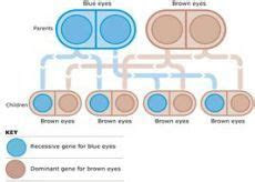 The letters become smaller on each succeeding line. eye color chart genetics parents 35 ideas eye color chart genetics