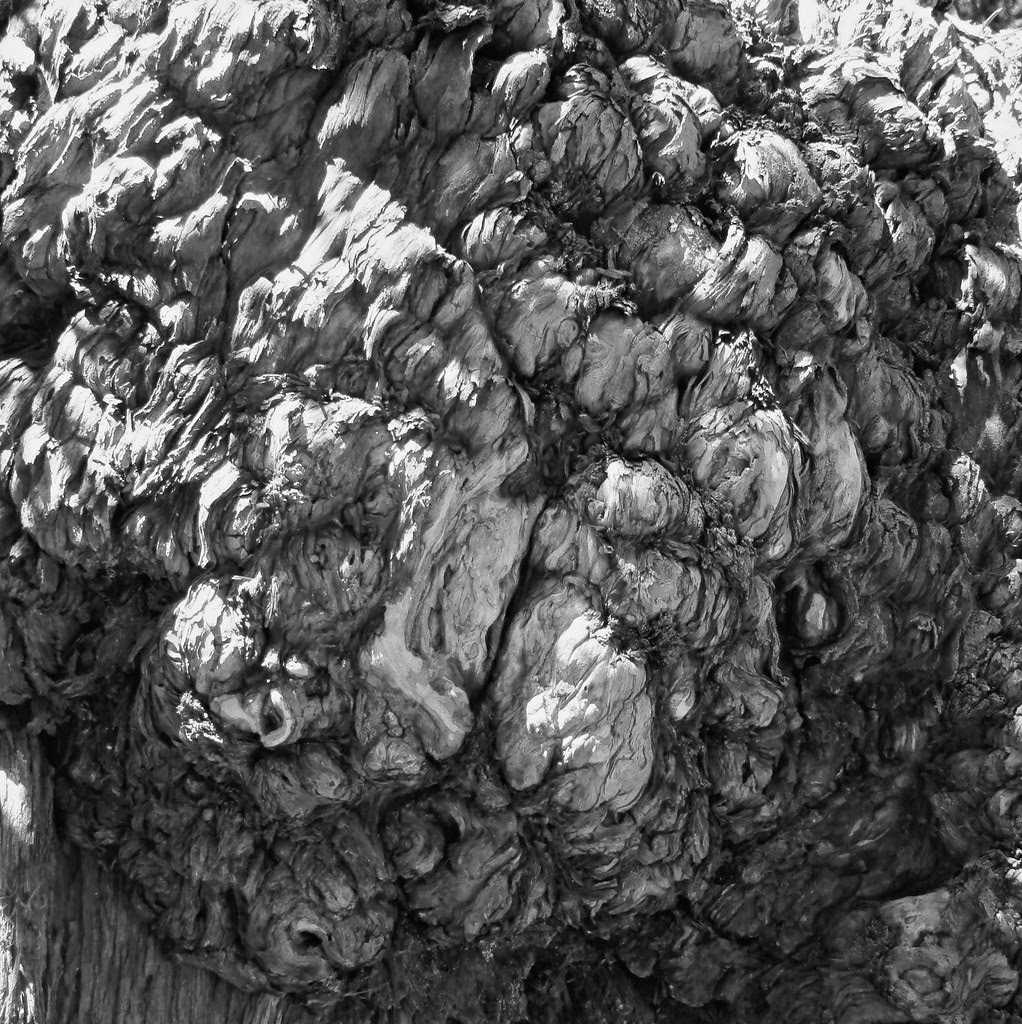 DSC05015 burl cropped monochrome