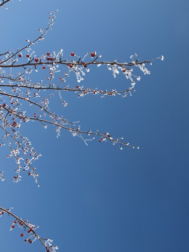 Frost 020