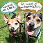 Adopta un caine