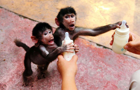 Baby Hamadryas baboons reach for milk bottles as a zookeeper feeds them at a zoo in Hangzhou, Zhejiang province September 17, 2014.