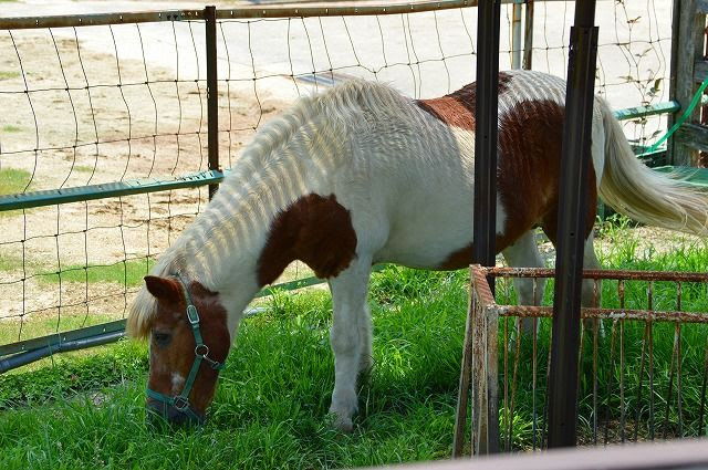 シェットランドポニー のら流動物園 水族館ブログ