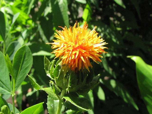舎人野草園ベニバナ