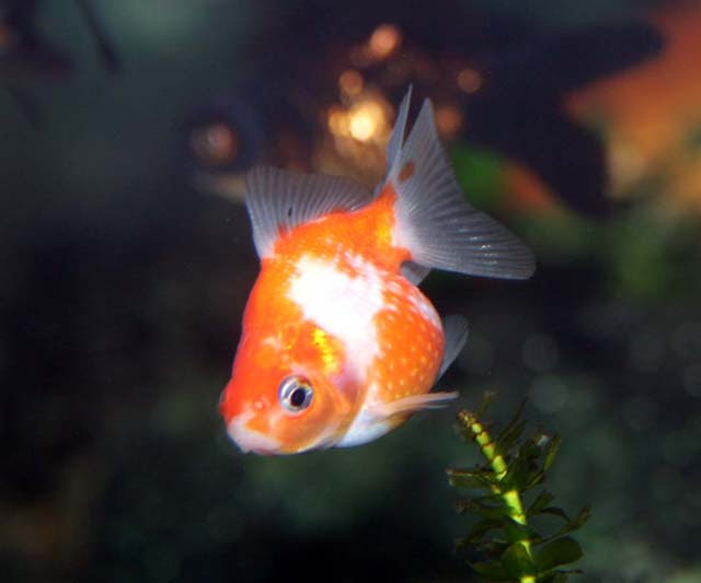 ちょこっと面白い金魚だよ くまぱぱのブログ