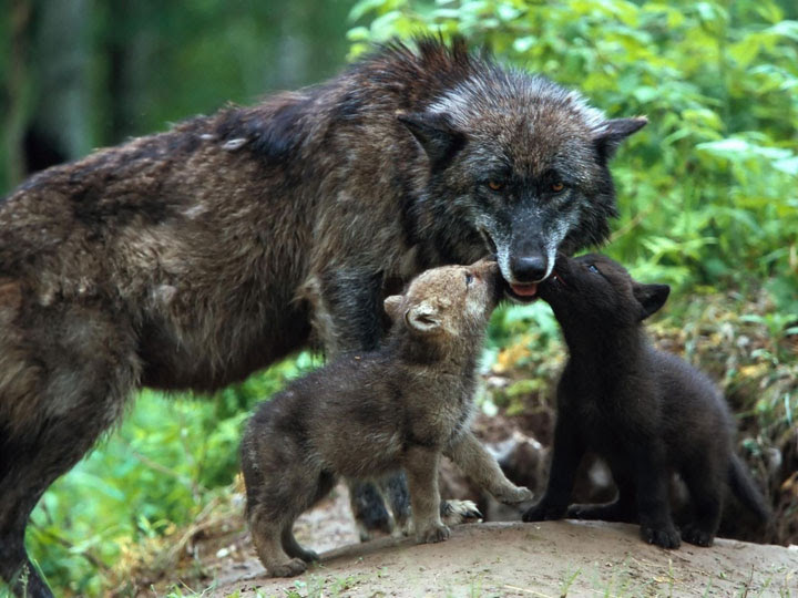 Bonjour Maman Et Bebes Loups Duchesse 74