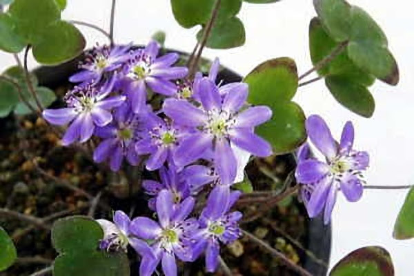 ２月２８日 三角草 みすみそう ３６６日への旅 誕生花編 今日は誕生花