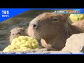 [最も共有された！ √] カピバラ 温泉 フリー素材 269671