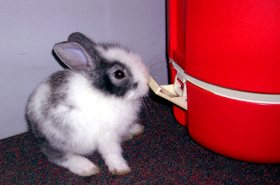 Thai Bunny