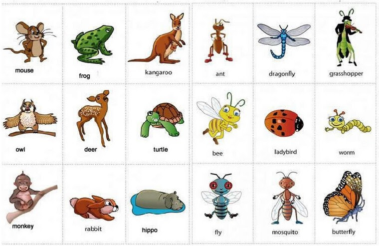 160 Nama Hewan dalam Bahasa Inggris dari A Z 160 Nama Hewan dalam Bahasa Inggris dari A Z