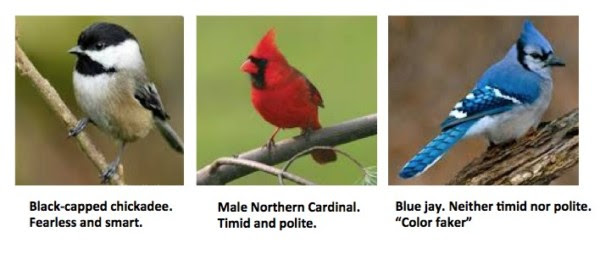 Blue Birds Aren T Blue And This Is How They Fool You American Council On Science And Health