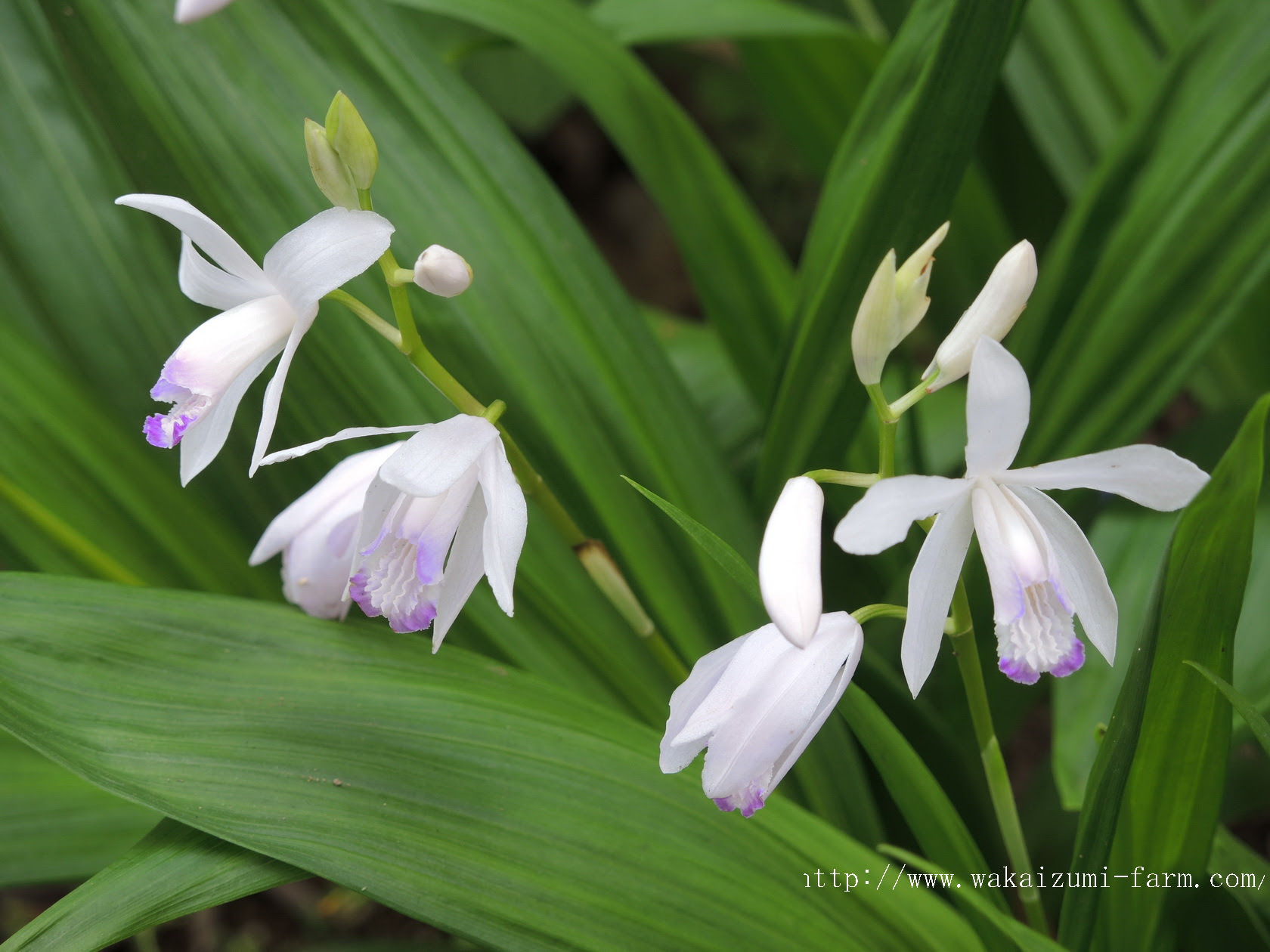 クリスマスローズ 園芸植物 ガーデニング無料壁紙写真プレゼント