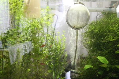 コリドラスの産卵回数 おさかな広場