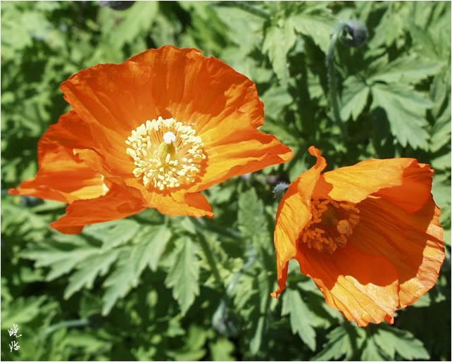 曉臨雜石園 摄影 Welsh Poppy及其他