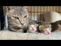 成 猫 性別 見分け 方 画像 273098-成猫 性別 見分け方画像