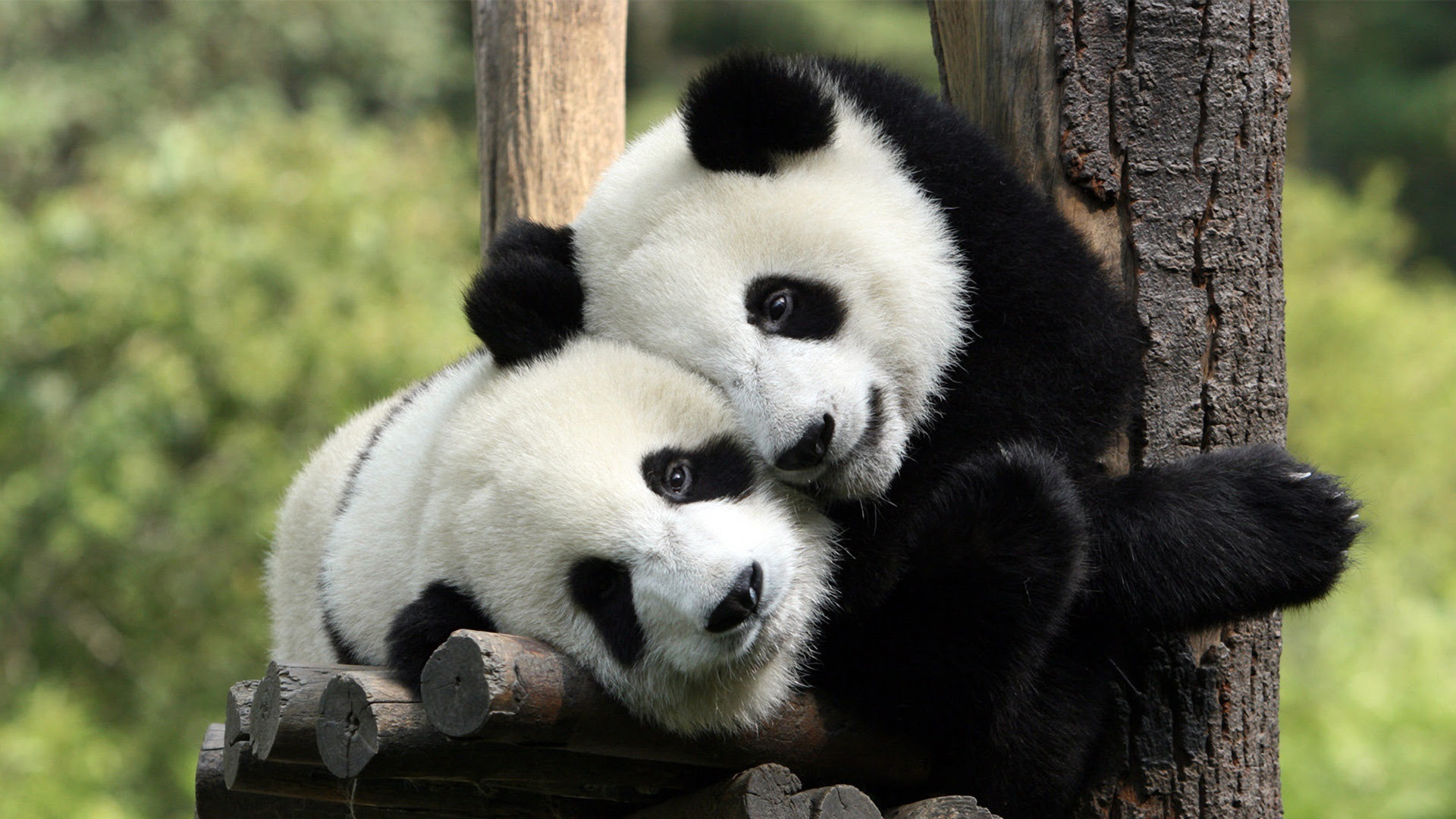  HD  Funny Animal  Wallpapers  1080p WallpaperSafari