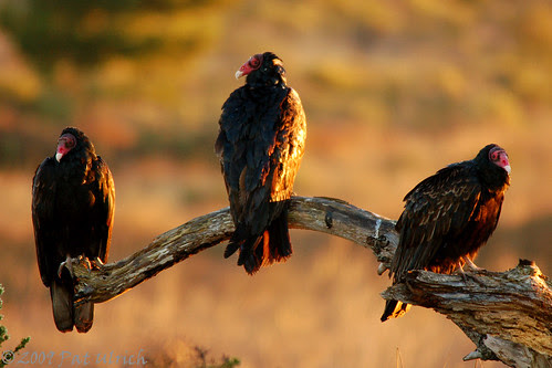 Turkey Vultures at Limantour Spit