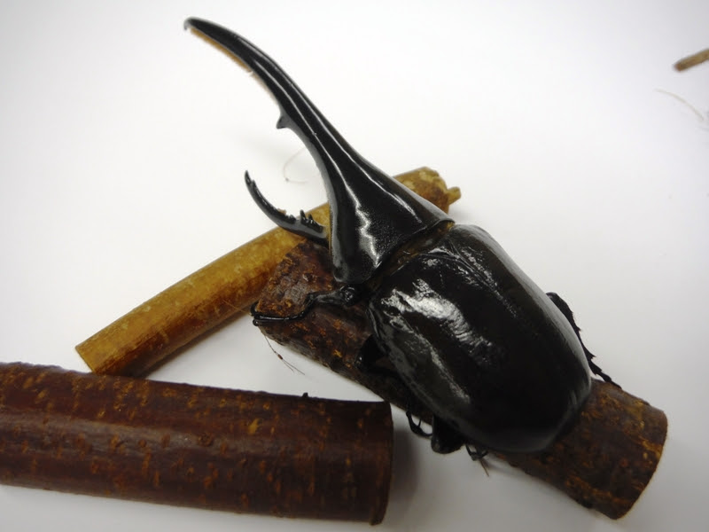 ヘラクレスオオカブトの衣替え 科学館日記
