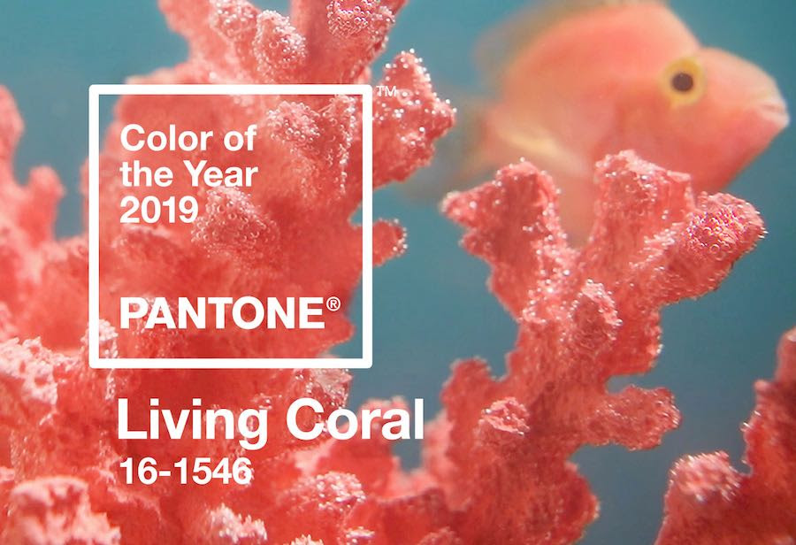 Coral Reefs Are Dying Luckly Living Coral Is The Colour Of The Year