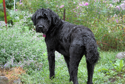 wet dog 2
