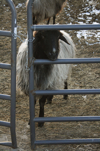 In the Ewe Yard