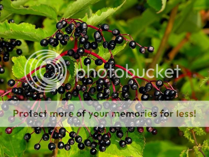 Elderberry Pictures, Images and Photos