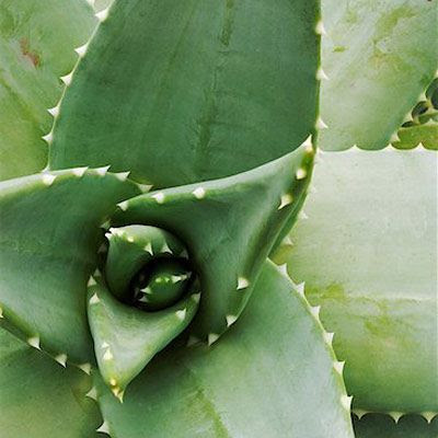 Ever-Popular Aloe Vera