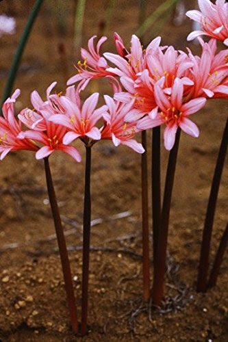 ダイヤモンドリリーの花束 キラキラ光る曼珠沙華の仲間はお祝いに使われる 花が好き