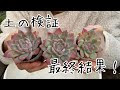 ++ 50 ++ 多肉植物 土なし 248081-多肉植物 土なし