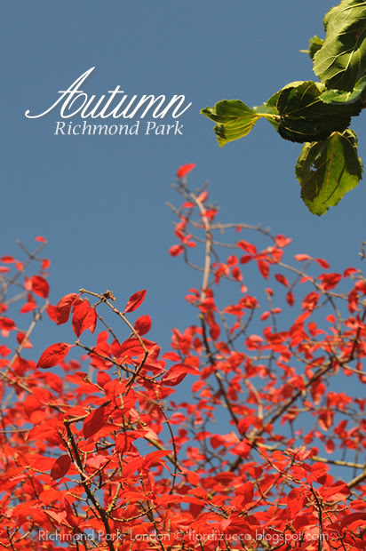 Autumn in Richmond Park, London