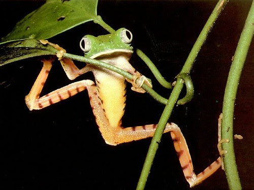 Animals, nature, Photography