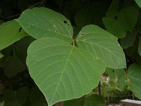 秋の七草 葛の花も いよいよ堂々と咲きました 旧暦8 丁亥