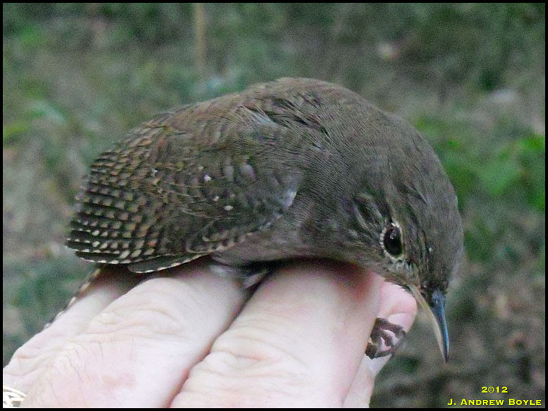House Wren
