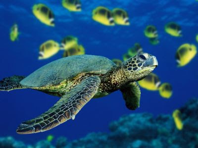 creatures under sea. creatures such as the