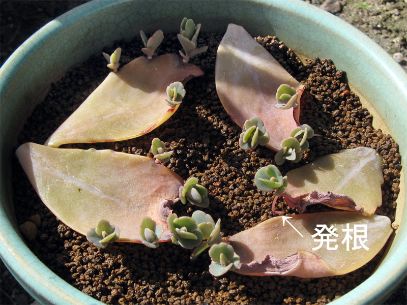 ベンケイソウ科カランコエ属 胡蝶の舞 こちょうのまい の栽培暦と育て方