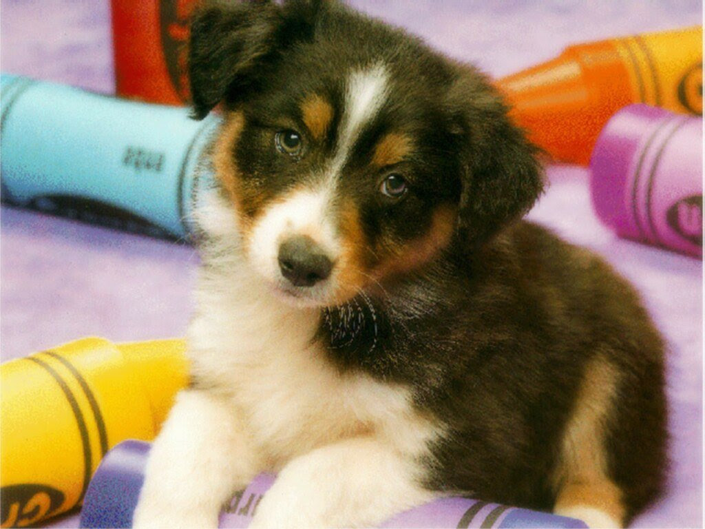 Fonds Ecran Chiens Page 6