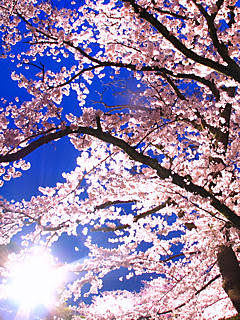 携帯待受画像 Qvga 240 3 夜桜ライトアップ夜景壁紙写真 携帯待受画像 無料壁紙 楽天ブログ